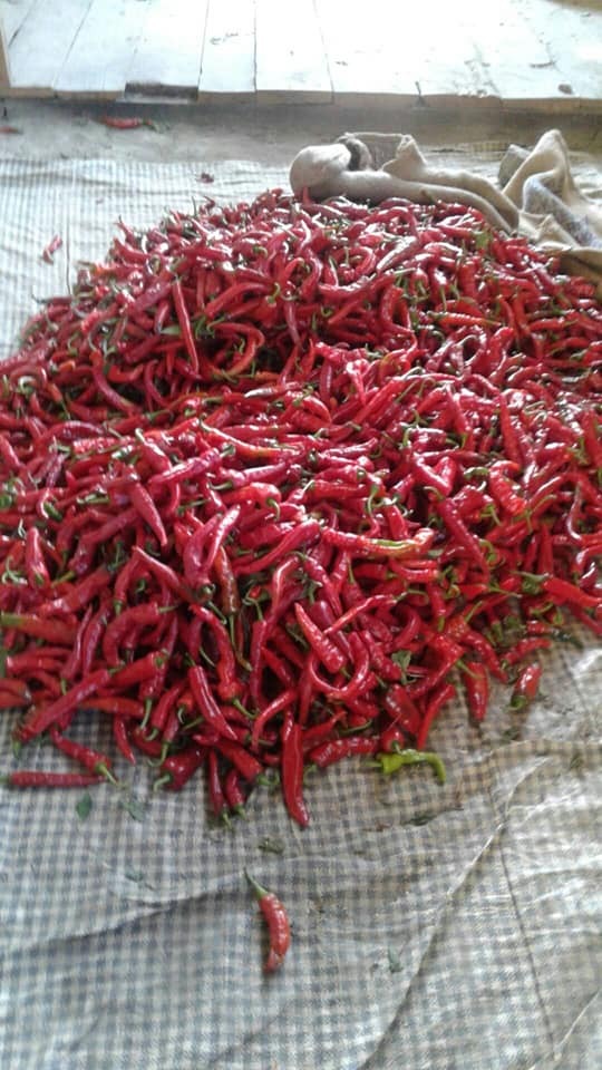 All Spices